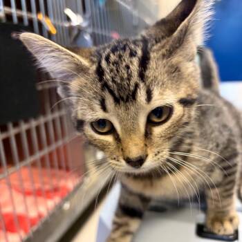 Brake Job -  Domestic Short Hair Cat for Adoption in Nashville, Tennessee - Brake Job | PetCurious