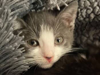 Domestic Short Hair Cats Available for Adoption - Valentino | PetCurious