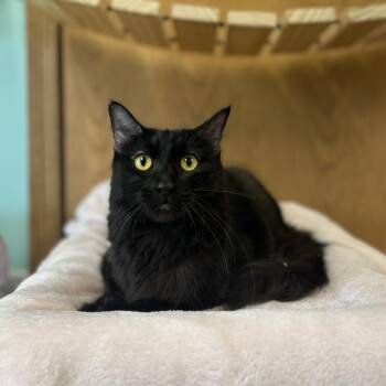 Chelsea--In Foster -  Domestic Medium Hair Cat for Adoption in Fargo, North Dakota - Chelsea--In Foster | PetCurious