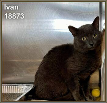 Domestic Short Hair Cats Available for Adoption in Marietta, Georgia - IVAN - Rescue Only | PetCurious