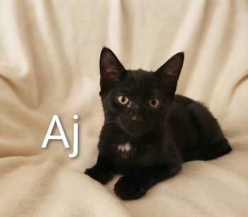 AJ -  Bombay and Domestic Short Hair Cat for Adoption in Wyandotte, Michigan - AJ | PetCurious