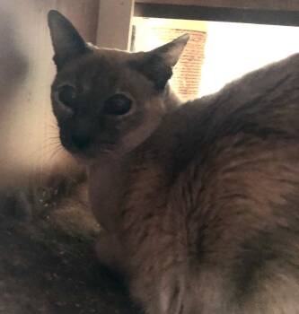 Siamese Cats Available for Adoption - Daisy (w/ Iris) | PetCurious