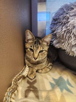 Rescue Domestic Short Hair Cats for Adoption in Blountville, Tennessee - Freedom | PetCurious