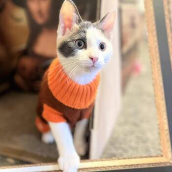 Rescue Domestic Short Hair Cats for Adoption - Cauliflower-Veggie Kittens | PetCurious