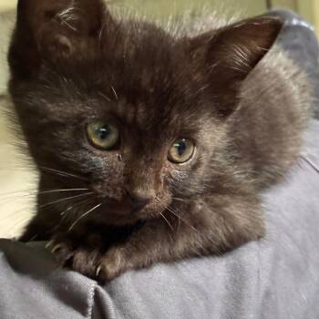 Yertle -  Domestic Short Hair Cat for Adoption in Chattanooga, Tennessee - Yertle | PetCurious