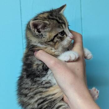 Marie -  Domestic Short Hair Cat for Adoption in Johnstown, Pennsylvania - Marie | PetCurious