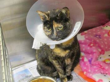 Rescue Domestic Short Hair Cats for Adoption in Tustin, California - A1935039 | PetCurious