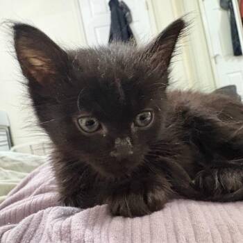 Mona Lisa -  Domestic Short Hair Cat for Adoption in Spokane, Washington - Mona Lisa | PetCurious