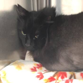 Niklaus -  Domestic Long Hair and Siamese Cat for Adoption in Fairmont, West Virginia - Niklaus | PetCurious