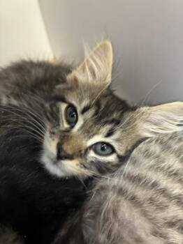 Tomato -  Domestic Long Hair Cat for Adoption in Salt Lake City, Utah - Tomato | PetCurious