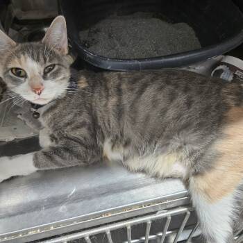 Rescue Domestic Medium Hair Cats for Adoption in Muscatine, Iowa - Maya | PetCurious