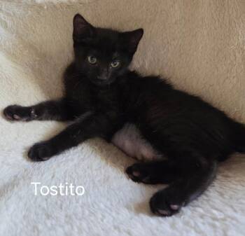 Tostito -  Domestic Short Hair Cat Available for Adoption in Oviedo, Florida - Tostito | PetCurious
