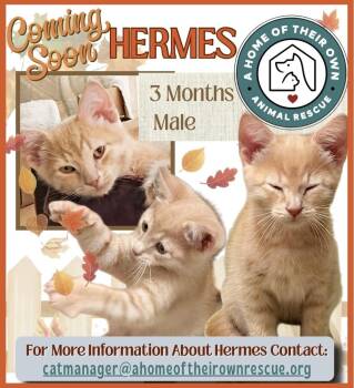 Hermes -  Domestic Short Hair Cat for Adoption in Silver Spring, Maryland - Hermes | PetCurious