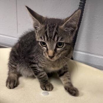 Hot Cocoa -  Domestic Short Hair Cat for Adoption in Greenville, South Carolina - Hot Cocoa | PetCurious