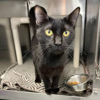 Sweet -  Domestic Short Hair Cat for Adoption in Roanoke, Virginia - Sweet | PetCurious