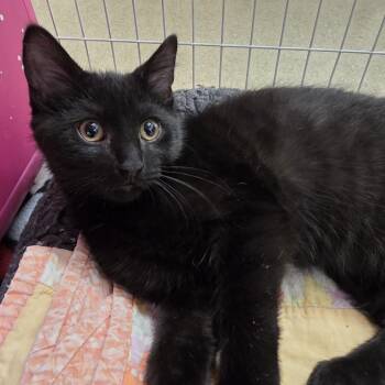 Yoshi -  Domestic Short Hair Cat for Adoption in Oshkosh, Wisconsin - Yoshi | PetCurious