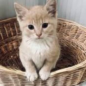 Hemlock -  Domestic Short Hair Cat for Adoption in Portsmouth, Ohio - Hemlock | PetCurious