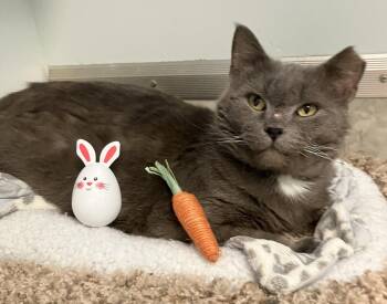 Domestic Short Hair Cats Available for Adoption in Dublin, Ohio - Vesuvius - KBC | PetCurious