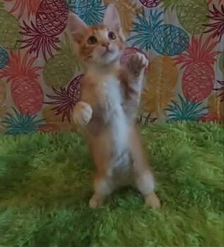 Butterbeer -  Domestic Short Hair Cat for Adoption in Millcreek, Utah - Butterbeer | PetCurious