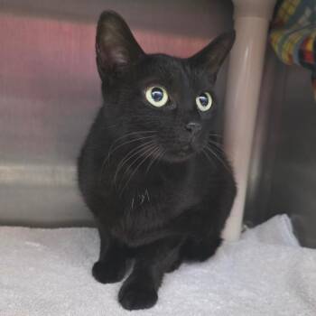 Rainbow -  Domestic Short Hair Cat for Adoption in Fort Wayne, Indiana - Rainbow | PetCurious