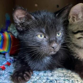 Tinky Winky -  Domestic Short Hair Cat for Adoption in Sioux City, Iowa - Tinky Winky | PetCurious