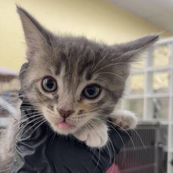 Cristina -  Domestic Short Hair Cat for Adoption in West Palm Beach, Florida - Cristina | PetCurious
