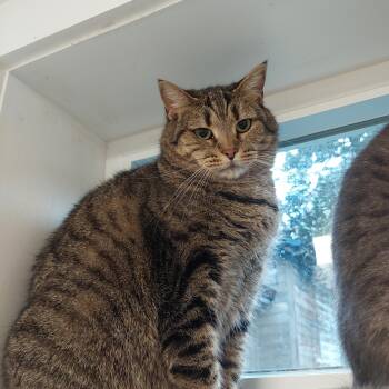 Rescue Domestic Short Hair Cats for Adoption in Williamsport, Pennsylvania - Sweet Pea | PetCurious