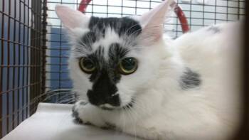 BETSY -  Domestic Long Hair Cat for Adoption in Doral, Florida - BETSY | PetCurious