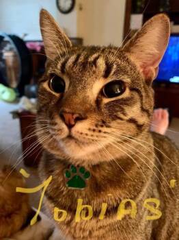 Rescue Domestic Short Hair Cats for Adoption in Danville, Kentucky - Tobias | PetCurious