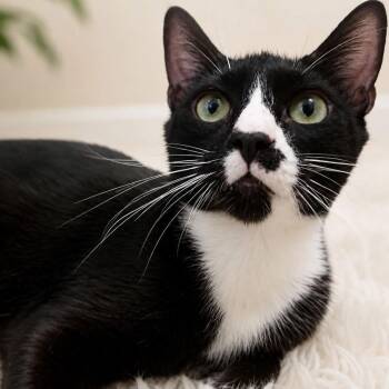 Bob -  Domestic Short Hair Cat for Adoption in New York, New York - Bob | PetCurious