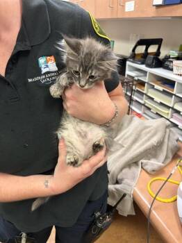 SELENA -  Domestic Long Hair Cat for Adoption in Sacramento, California - SELENA | PetCurious