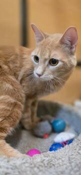 Sunny Boy -  Domestic Short Hair Cat for Adoption in Rowlett, Texas - Sunny Boy | PetCurious