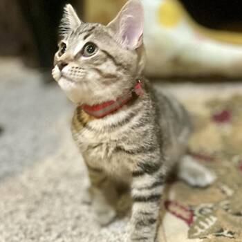 Marvin -  Domestic Short Hair Cat for Adoption in Philadelphia, Pennsylvania - Marvin | PetCurious