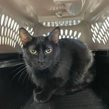 Domestic Short Hair Cats Available for Adoption - Spam Caller | PetCurious