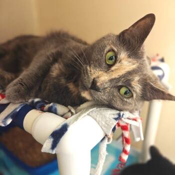 Domestic Short Hair Cats Available for Adoption in Cumming, Georgia - Luna (fka Jansport) | PetCurious