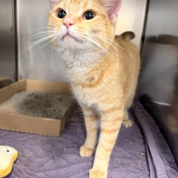 Domestic Short Hair Cats Available for Adoption in Saint Charles, Missouri - Jasmine | PetCurious