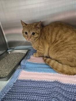 Domestic Short Hair Cats Available for Adoption in Simcoe, Ontario - Gidget | PetCurious