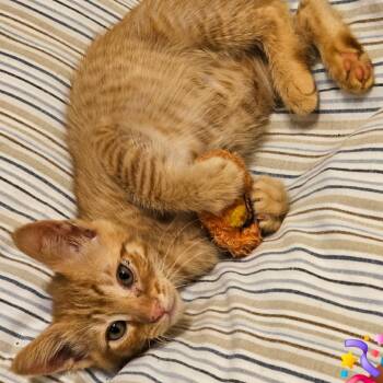 Mammoth -  Domestic Short Hair Cat for Adoption in Westminster, California - Mammoth | PetCurious