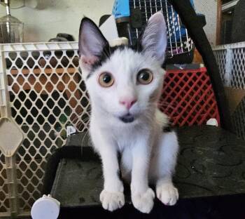 Penny -  Domestic Short Hair Cat for Adoption in Mayfield, New York - Penny | PetCurious