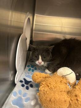 2026-06-052 -  Domestic Short Hair Cat for Adoption in Winder, Georgia - 2026-06-052 | PetCurious