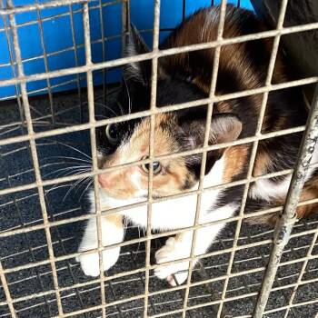 CoCo -  Domestic Short Hair Cat for Adoption in Montgomery, Alabama - CoCo | PetCurious