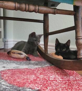 Blue Paddle -  Domestic Medium Hair Cat for Adoption in Fort Collins, Colorado - Blue Paddle | PetCurious