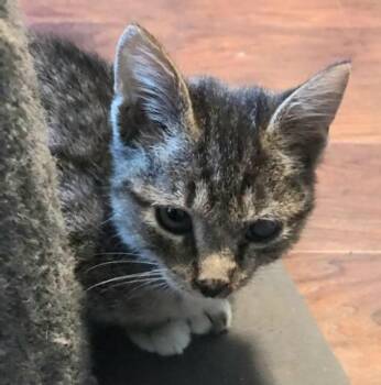 Rescue Tabby Cats for Adoption in Elgin, South Carolina - DAWSON | PetCurious