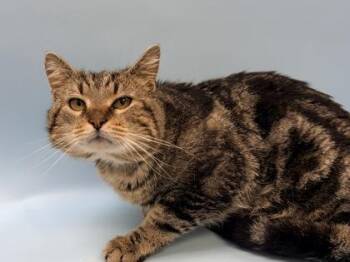 Mac -  Domestic Short Hair Cat for Adoption in Woodbury, Minnesota - Mac | PetCurious