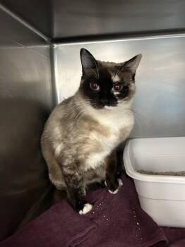 Siamese Cats Available for Adoption in Ontario, California - Daisy (Siamese) | PetCurious
