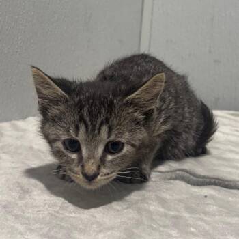 Kelvin -  Domestic Short Hair Cat for Adoption in Tampa, Florida - Kelvin | PetCurious