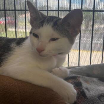 Pesto -  Domestic Short Hair Cat for Adoption in Lakeland, Florida - Pesto | PetCurious