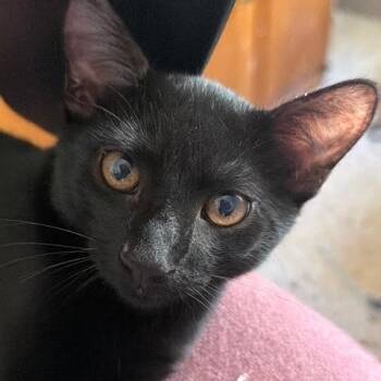 Chase Groth -  Domestic Short Hair Cat for Adoption in Morrison, Colorado - Chase Groth | PetCurious