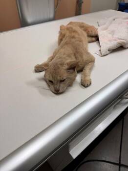 Vf14 -  Domestic Short Hair Cat for Adoption in Lawrenceville, Georgia - Vf14 | PetCurious
