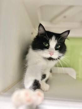 MaBelle -  Domestic Medium Hair Cat for Adoption in Muskegon, Michigan - MaBelle | PetCurious